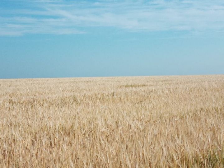 На полях Нурлатского района поспевает урожай зерновых культур