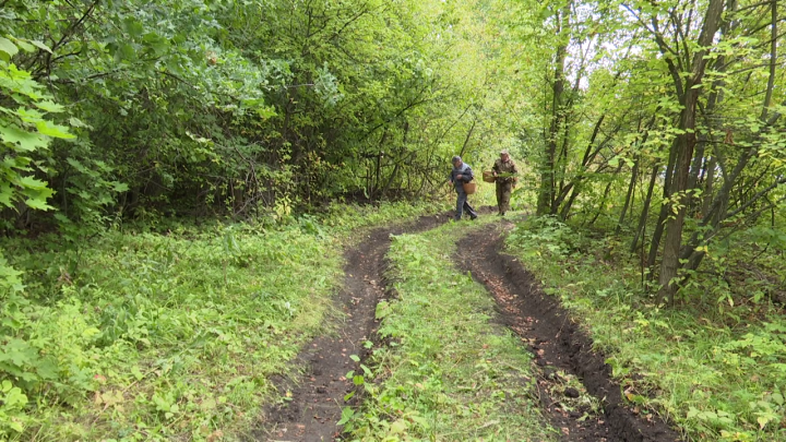 В Татарстане вновь ввели ограничение на посещение лесов
