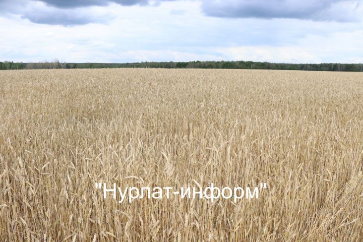 Синоптики вновь прогнозируют сухую и жаркую погоду в Татарстане