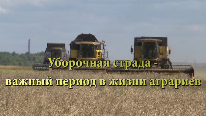В Нурлатском районе уборочные работы завершены на одной трети всех площадей