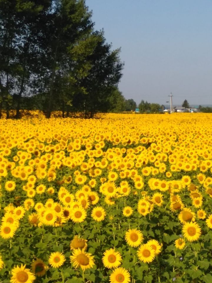 В Нурлатском районе 9 августа будет сухо и жарко