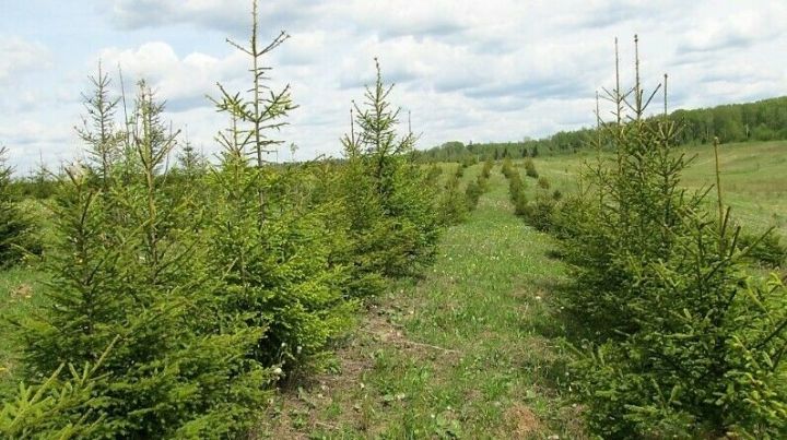 Сезонные работы по нацпроекту «Экология» в Татарстане проведены на 3615 гектарах леса