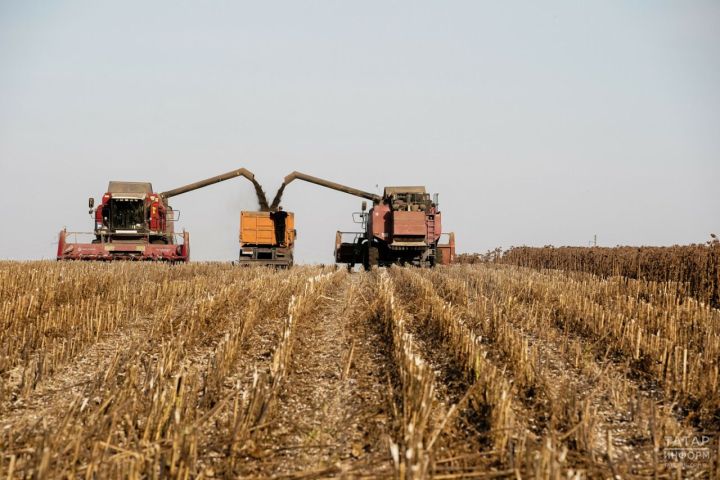 В Татарстане собрано более 3,6 млн тонн зерна