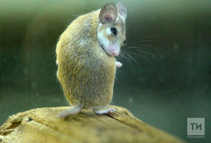 В Нурлатском районе «мышиная лихорадка» бъёт рекорды