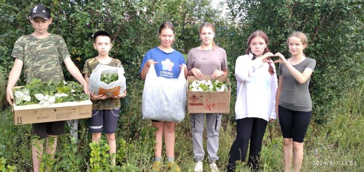 Учащиеся Старочелнинской школы заготавливают полезные травы для земляков - участников СВО