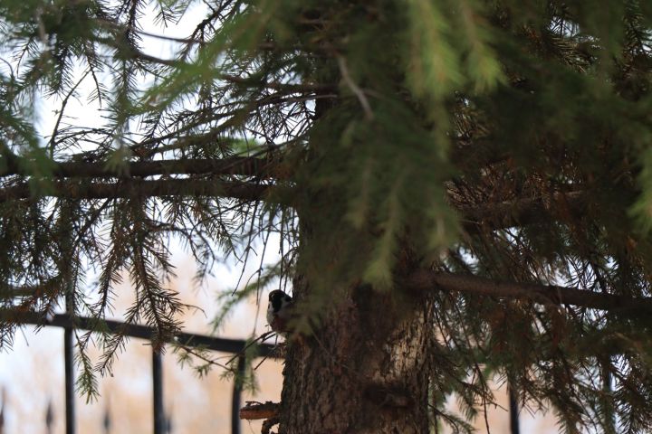 Завтра в Нурлате ожидаются осадки в виде дождя и мокрого снега