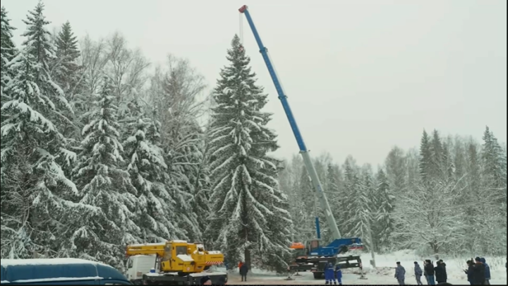 Главная новогодняя ёлка страны приедет в Москву из Подмосковья