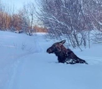 Спасение лосенка охотоведами Нурлата попало в список добрых дел республики