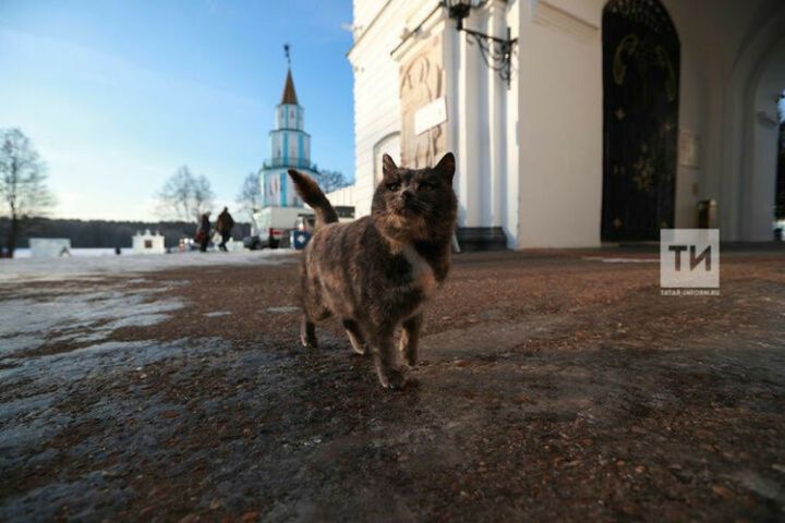 Домики для кошек нижнекамцы планируют построить во дворе многоквартирного дома