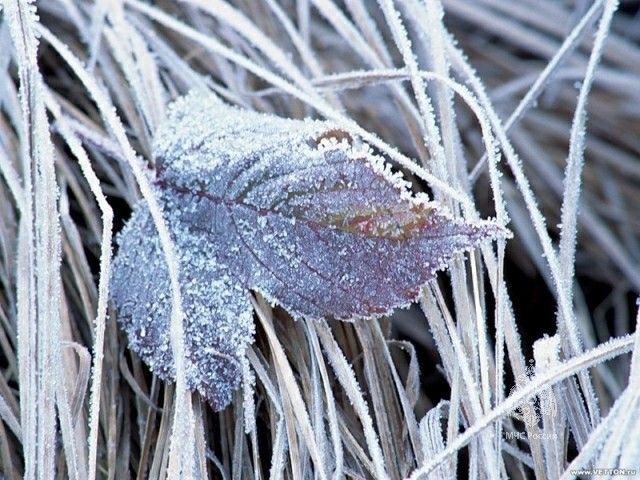 Ночью на юге и востоке Татарстана возможны заморозки до -2˚