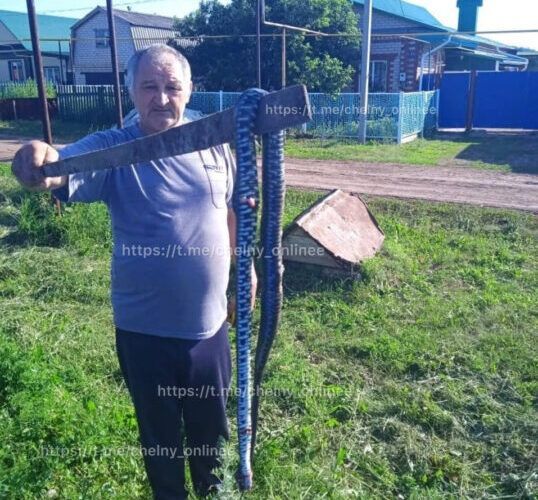 Трехметровую гадюку поймали  в соседнем Аксубаевском районе