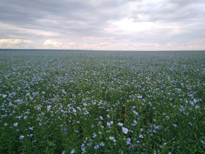 Масличный лен расцвел в Нурлатском районе