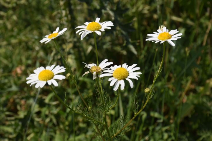 Консультация – предупреждение об интенсивности метеорологических явлений