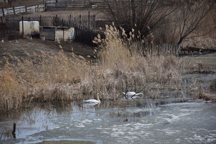 Не тревожьте лебедей: в каких случаях бить тревогу