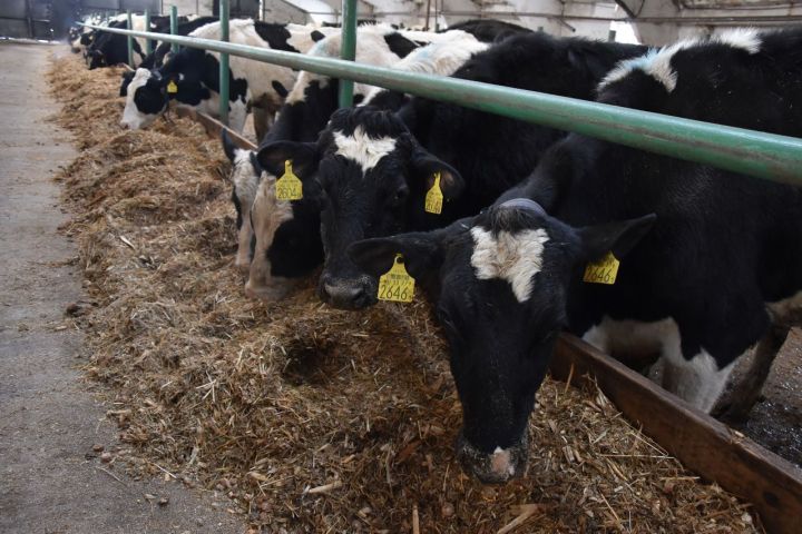 Контроль за антибиотиками в животноводстве признали вопросом нацбезопасности