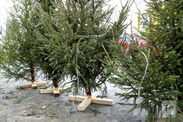 В Татарстане к праздникам вырастили 2 тысячи живых елей