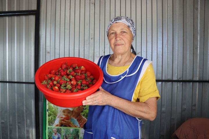 Нурлатцы собирают землянику ведрами – сезон начался рано!