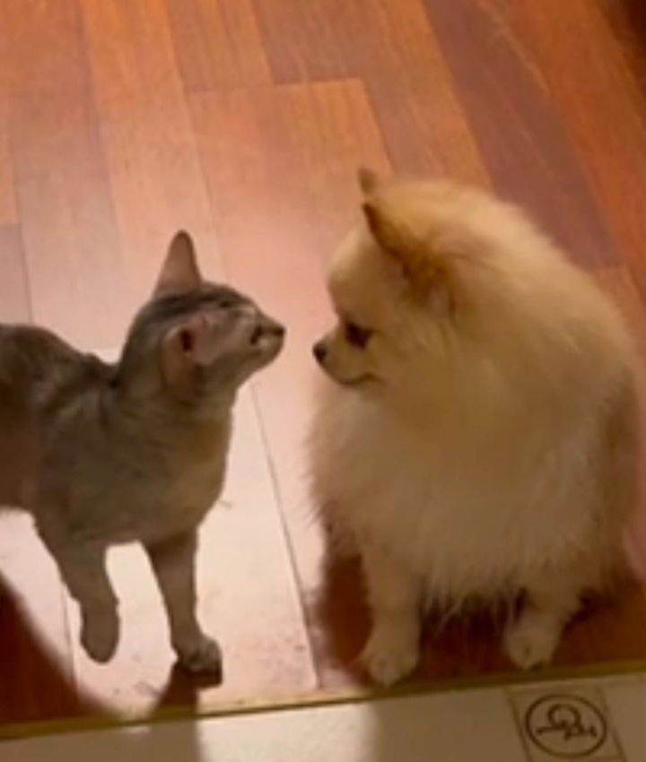 С 1 июля в Татарстане введут штрафы за отсутствие регистрации собак