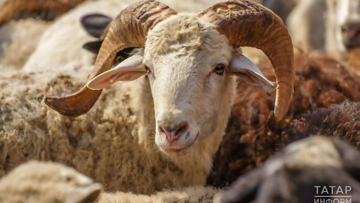 Как правильно распорядиться остатками жертвенного животного в Курбан-байрам