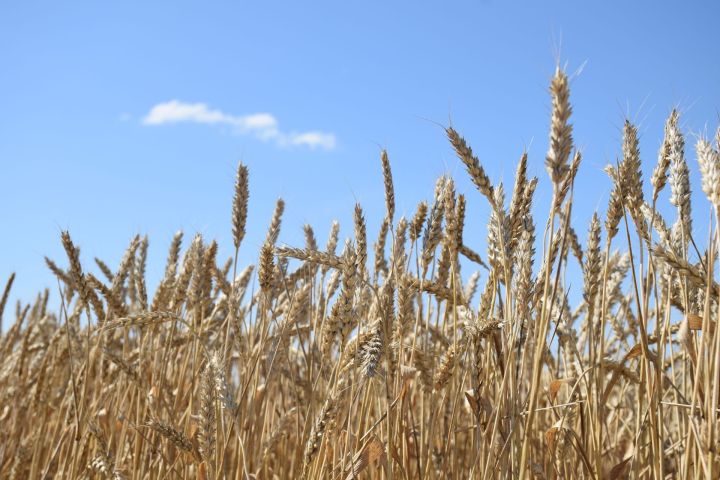 Погода в Нурлате 22 июля