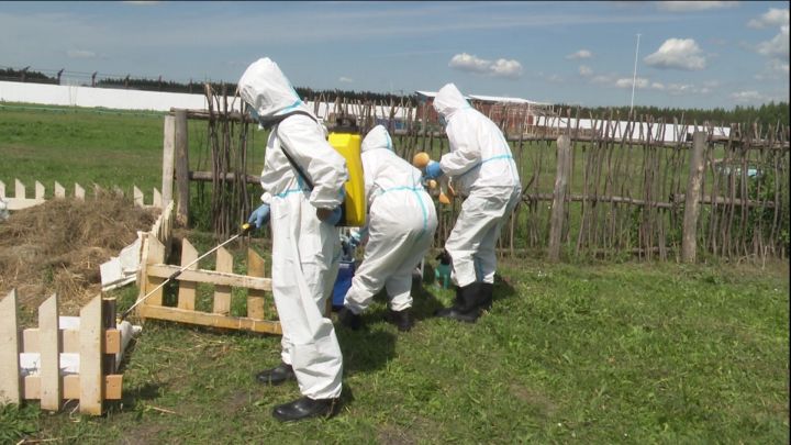 В Нурлате ликвидировали чуму мелких жвачных животных, карантин снят