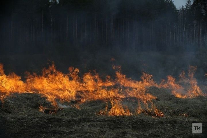Лесные пожары: причины и способы предотвращения катастрофы