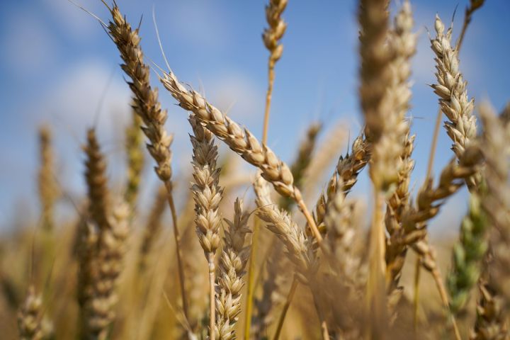 Экспорт сельхозпродукции Татарстана в Китай увеличился на 6,5%