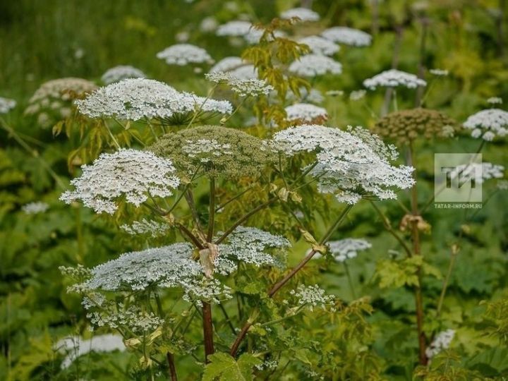 В Татарстане введут штрафы до 1 млн рублей за заросший борщевиком участок
