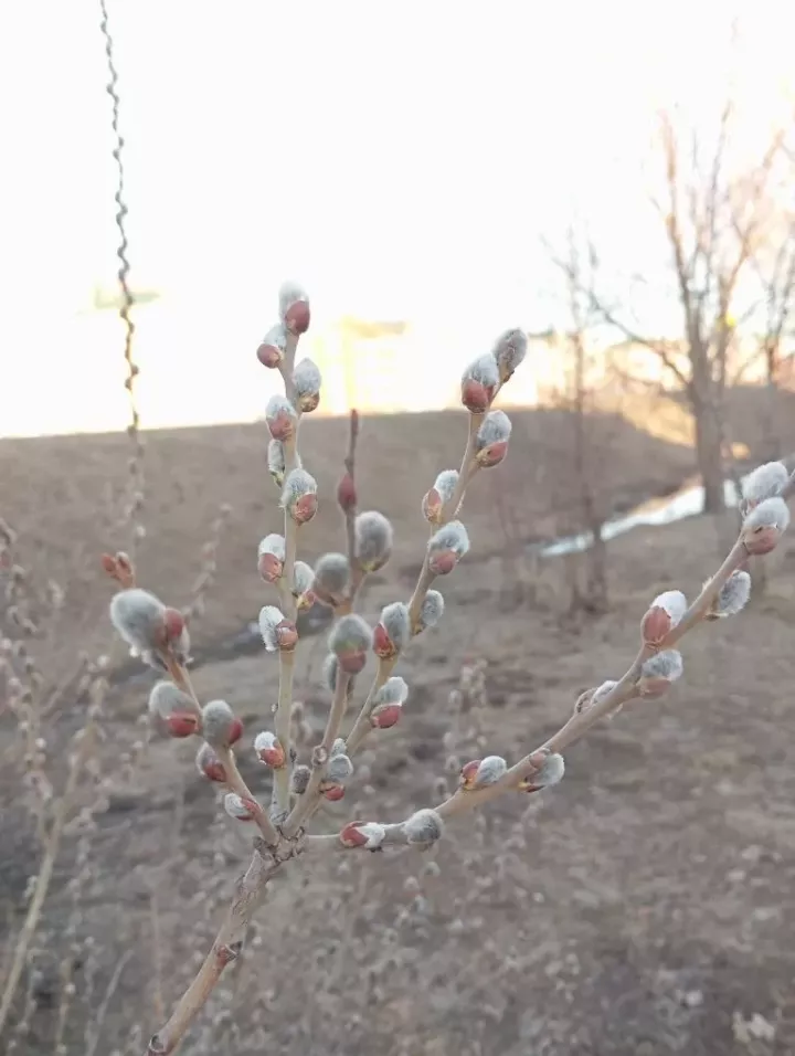 Вербное воскресенье 2026: дата, традиции и главные приметы праздника