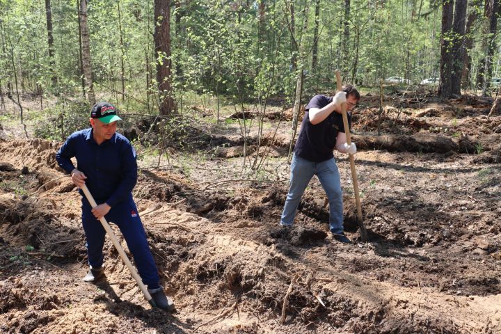 Сотрудники Госкомитета РТ по тарифам высадили свыше 1000 елей в Лаишевском районе