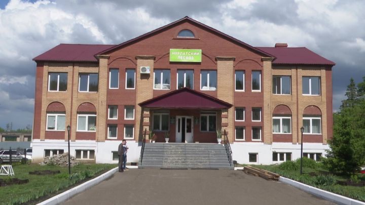 Нурлатский лесхоз вошел в число лидеров Татарстана по уходу за молодым лесом